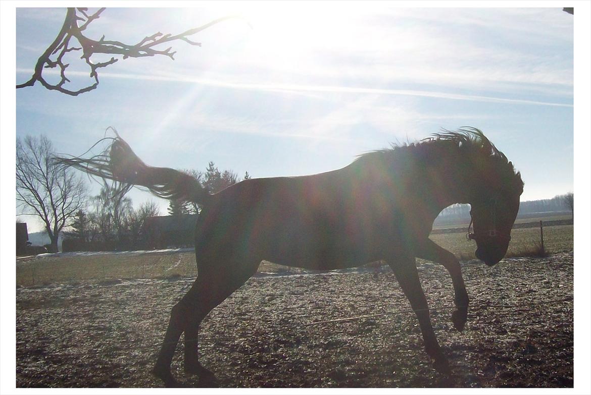 Anden særlig race Briza - Flot min tøz. billede 10
