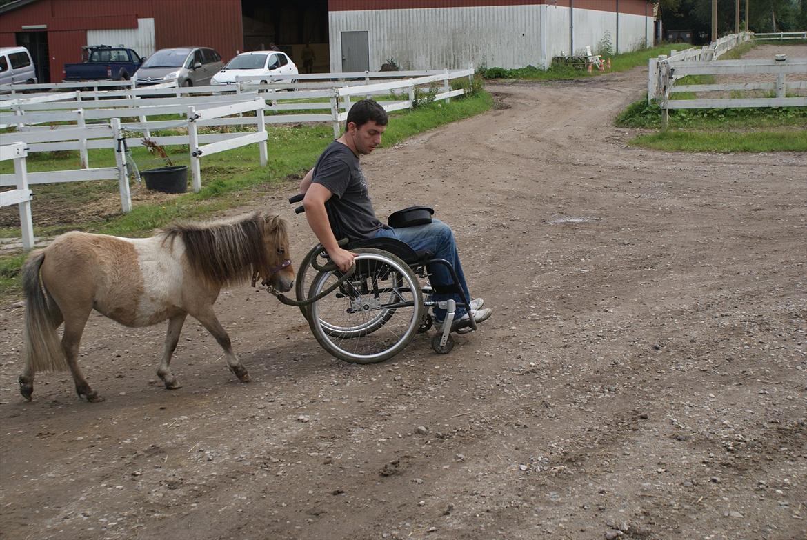 Shetlænder Crazy's sallie billede 2