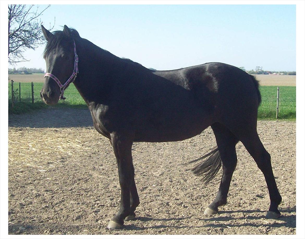 Anden særlig race Briza - Oktober 2011. En lidt mere moden udgave. billede 11