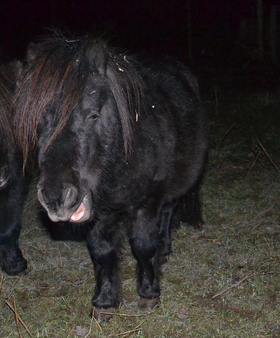Shetlænder Dolf - undskyld men jeg er lidt træt :) billede 14