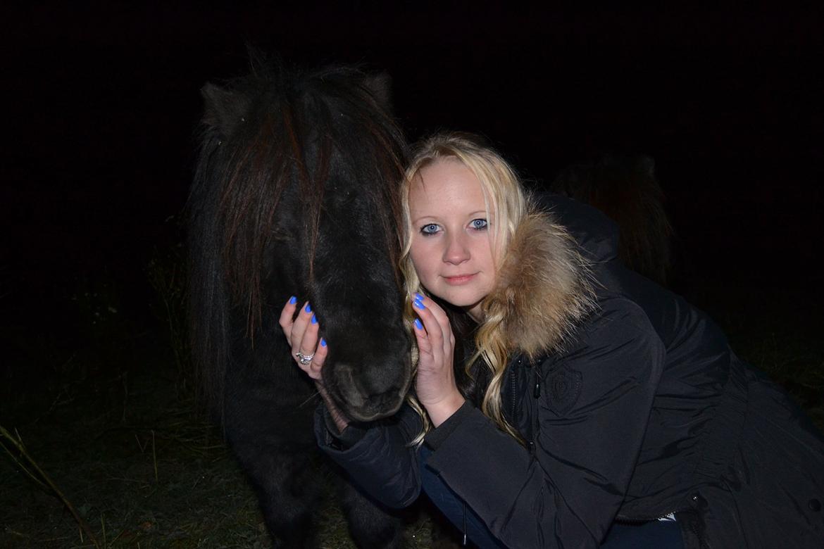 Shetlænder Dolf billede 15