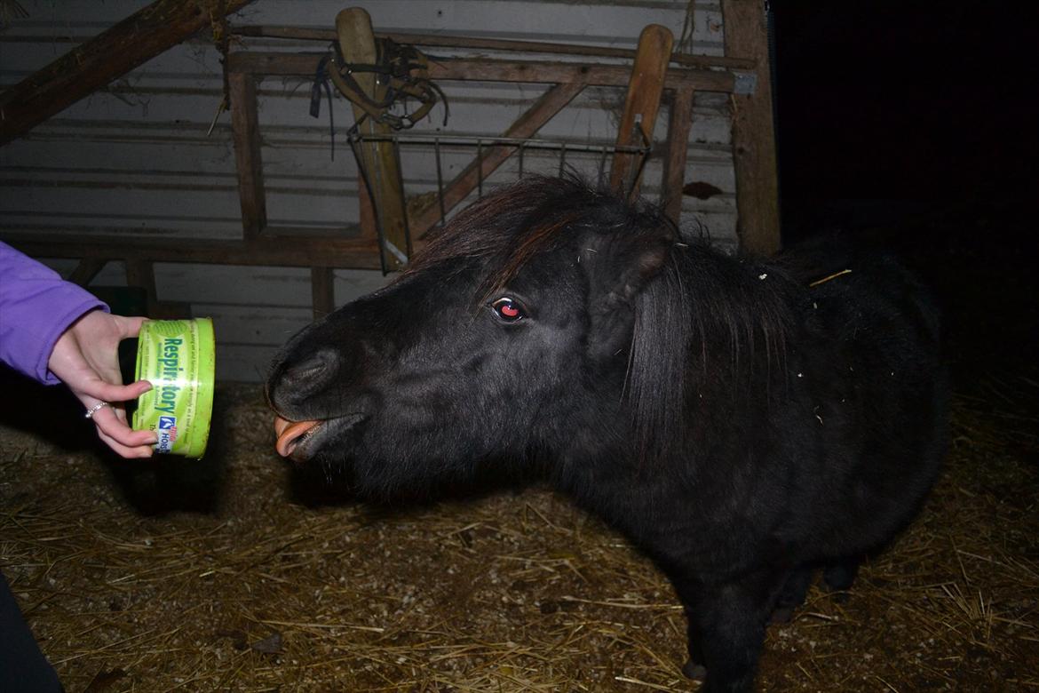 Shetlænder Dolf - ihh sådan en lakrids slikkesten er ikke dårligt! ;)  billede 17