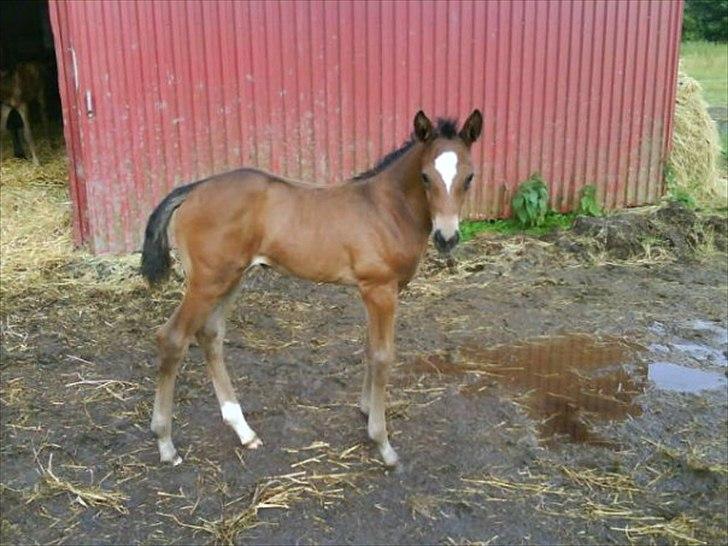 Trakehner Beautyful Diva - Diva som føl! :D Kææft syntes hun er mega cute <3
(Billedet er lånt af Janni, hendes tidligere ejer) billede 4