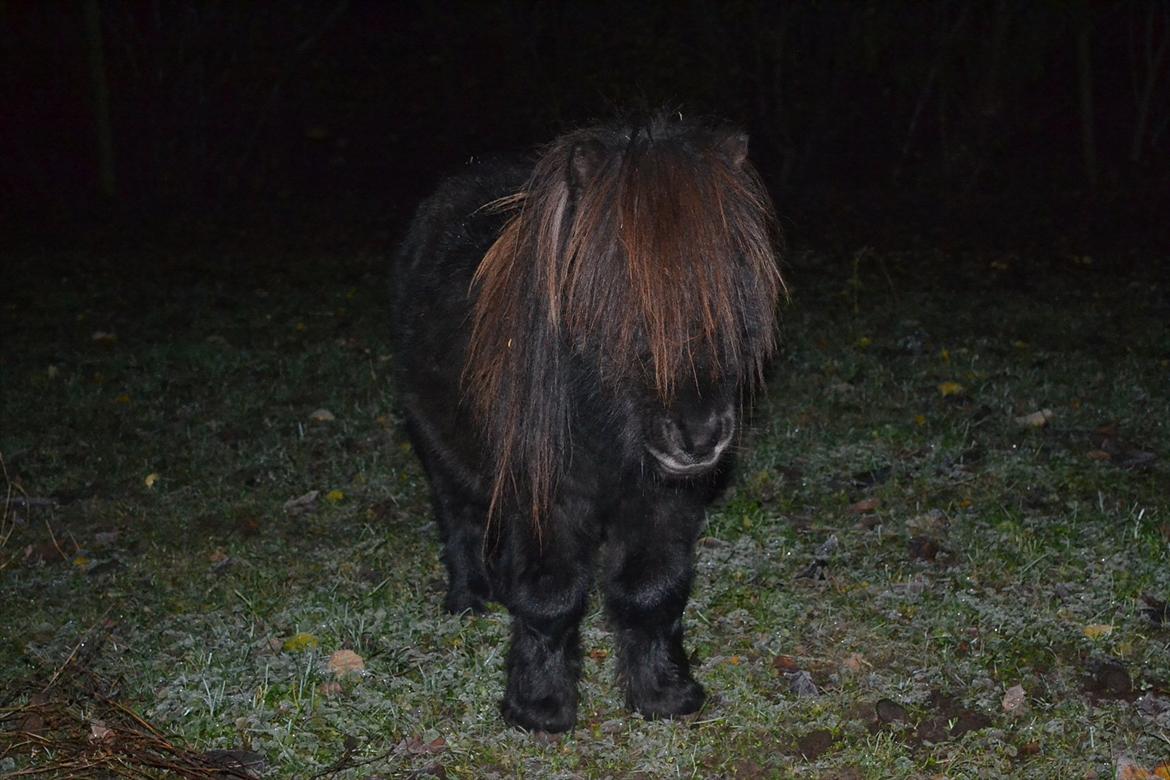 Shetlænder Teddy - en lille efterårs bamse! ;) billede 11