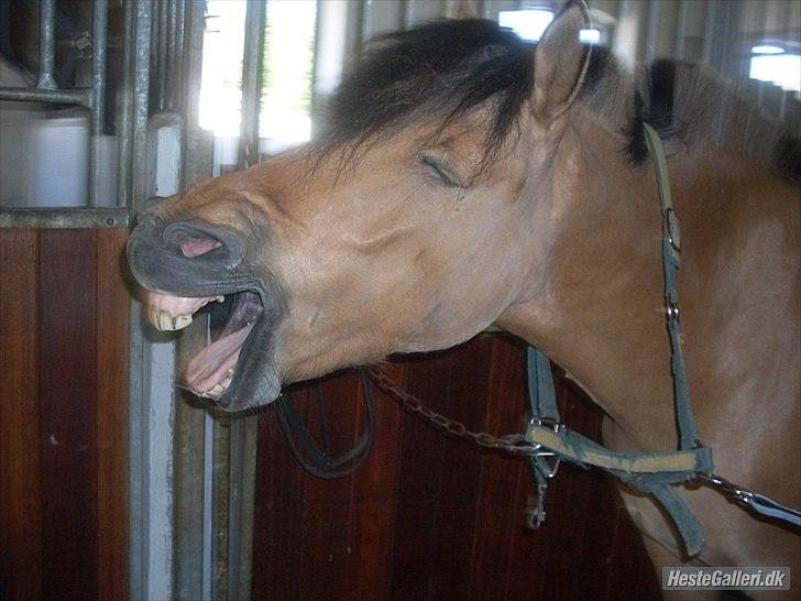 Anden særlig race Bailey spring-ponyen!!<3 - .....Orh! Jeg er træt, jeg må hellere se og gå til køjs..... billede 10