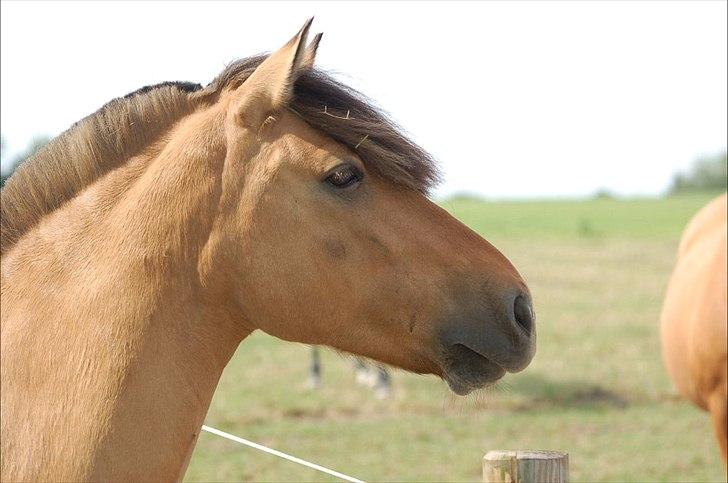Anden særlig race Bailey spring-ponyen!!<3 - .....Hvem kommer mon der..... billede 6