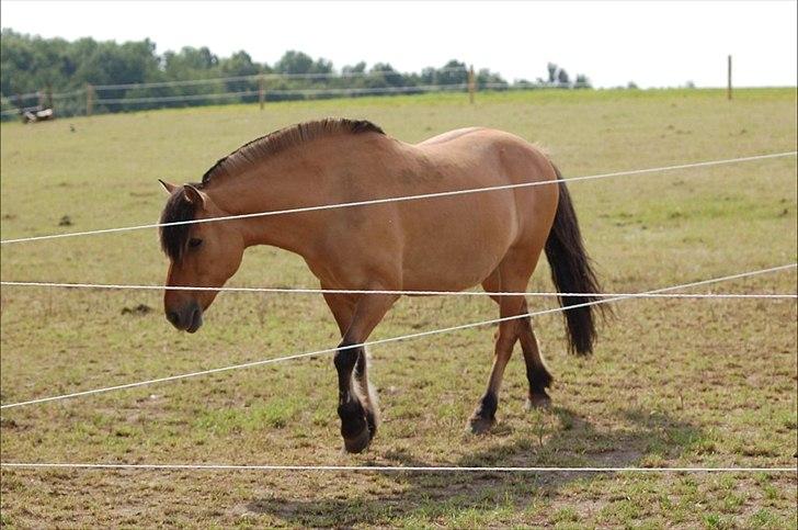 Anden særlig race Bailey spring-ponyen!!<3 - Hej Hej nu går jeg mig en tur... billede 4