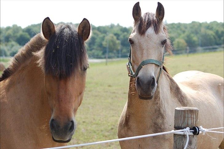Anden særlig race Bailey spring-ponyen!!<3 - .....Lad mig presentere dig for min bedste ven "Cofee"..... billede 7
