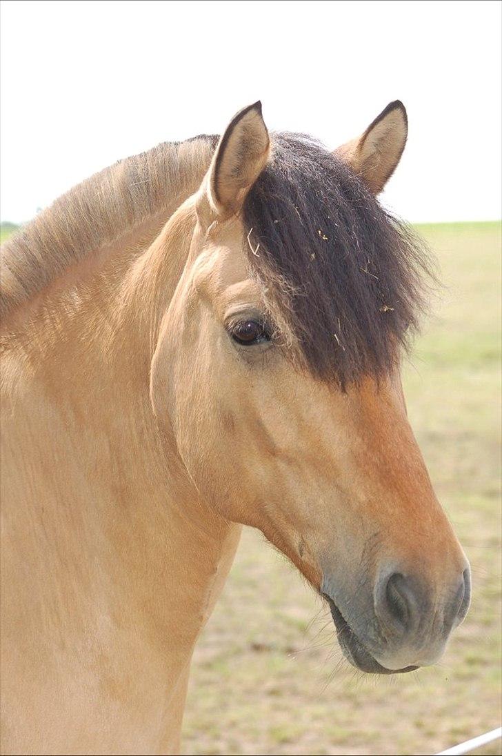 Anden særlig race Bailey spring-ponyen!!<3 - .....Jeg skal vist springe idag,   hun har spring-pisken med..... billede 9