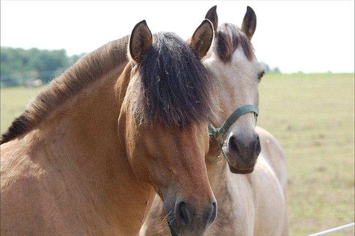 Anden særlig race Bailey spring-ponyen!!<3 - .....Orh hvem kommer mon der, Det er min part..... billede 8