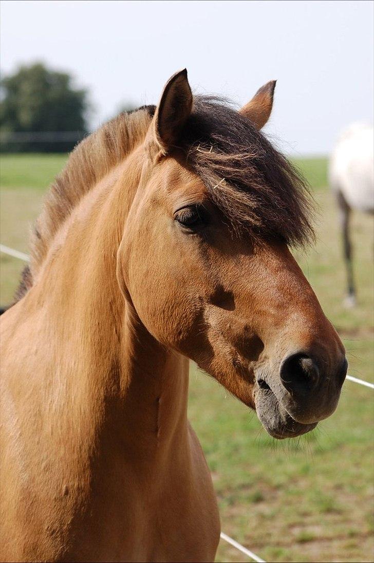 Anden særlig race Bailey spring-ponyen!!<3 - Hej, Jeg er Bailey.. Nu skal jeg vise jer rundt i min hverdag <3<3 (Velkommen til min profil) ;D billede 2