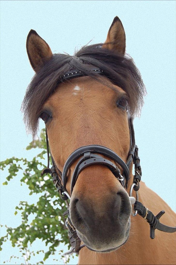 Anden særlig race Bailey spring-ponyen!!<3 - ....Kuk Kuk her er jeg...... billede 5