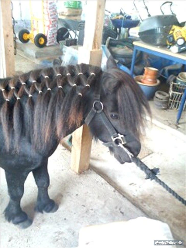 Shetlænder Sharon MY BOY  billede 3