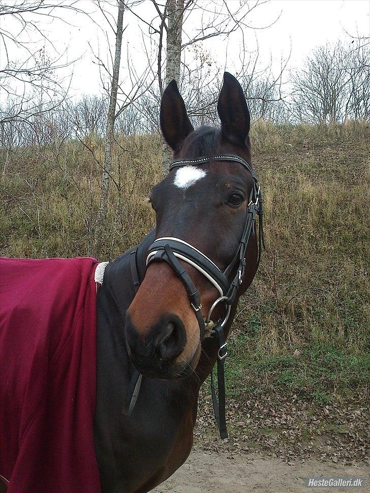 Trakehner Rødhøj's Chapman(<3) - Smukke Chapper <3 Taget d.15/11-11 billede 1