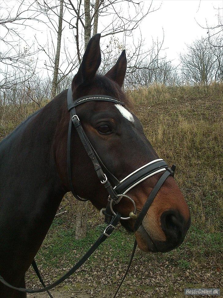 Trakehner Rødhøj's Chapman(<3) - Taget d.15/11-11 <3 billede 4