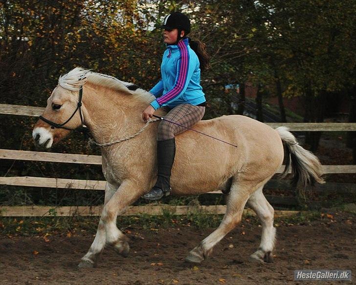 Fjordhest bjarke<3 [ mit liv:* ]  - Galop uden bøjler og i rebgrime! :D <3        [ fotograf sara justenborg ] billede 11