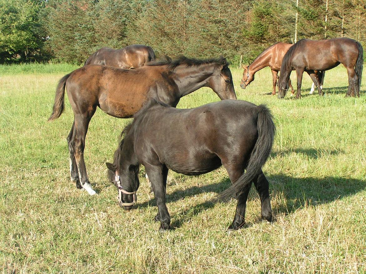 Shetlænder Trine (min første pony) - Trine og Samira  billede 2