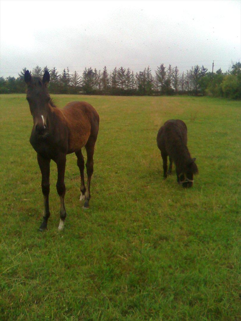 Shetlænder Trine (min første pony) - Moar hvorfor kikker de så meget på mig ? billede 3