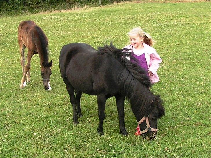 Shetlænder Trine (min første pony) billede 4