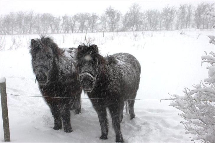 Shetlænder Trine (min første pony) - på vindter fold med sin lille ven. kan du se hvem der er Trine og hvem der er Quid (det kan jeg) billede 5
