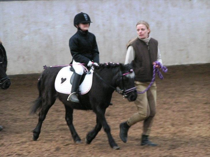 Shetlænder Trine (min første pony) - holdridning med trækker billede 6