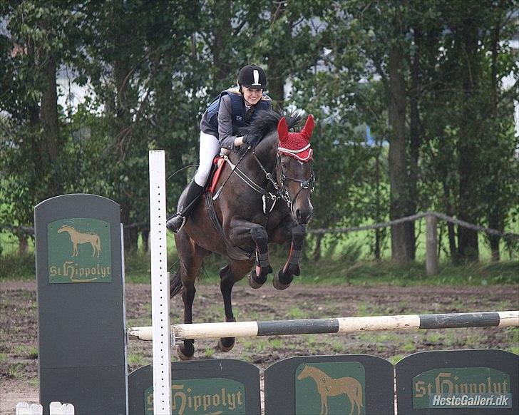 Hollandsk Varmblod KWPN Wichita - En hest der ved hvad spring går ud på! Den kan løfte de fusser! Fra Nibe Cup 2011 i LC, og jeg vandt NC :) Fotograf: LJ billede 1