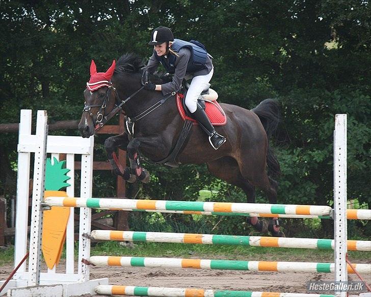 Hollandsk Varmblod KWPN Wichita - Til Nibe Cup 2011 i LC og jeg vandt NC :) Fotograf: LJ billede 13