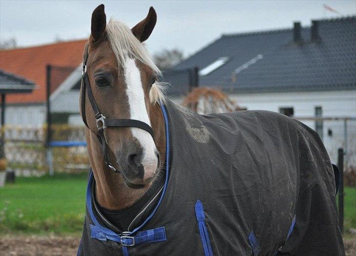 Welsh Cob (sec D) Mondetgårds Lady Duchess, sendt hjem :´( - foto LKB billede 12