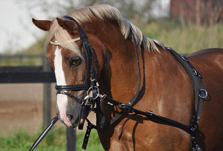 Welsh Cob (sec D) Mondetgårds Lady Duchess, sendt hjem :´( - foto LKB billede 4