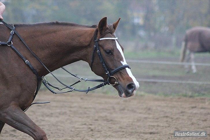 DSP Hope - Træning der hjemme, 2011 billede 4