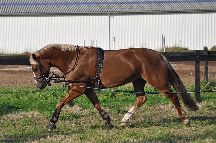 Welsh Cob (sec D) Mondetgårds Lady Duchess, sendt hjem :´( - foto LKB billede 13