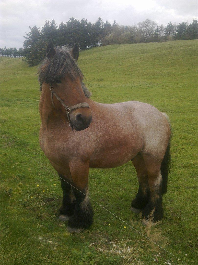 Belgier Sebastian [Tidl. hest] billede 1