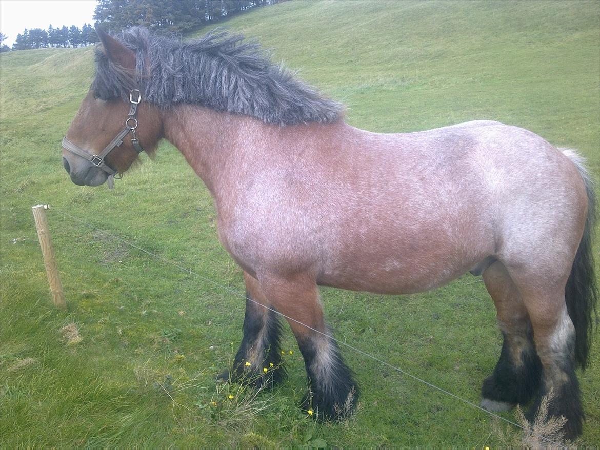 Belgier Sebastian [Tidl. hest] billede 2