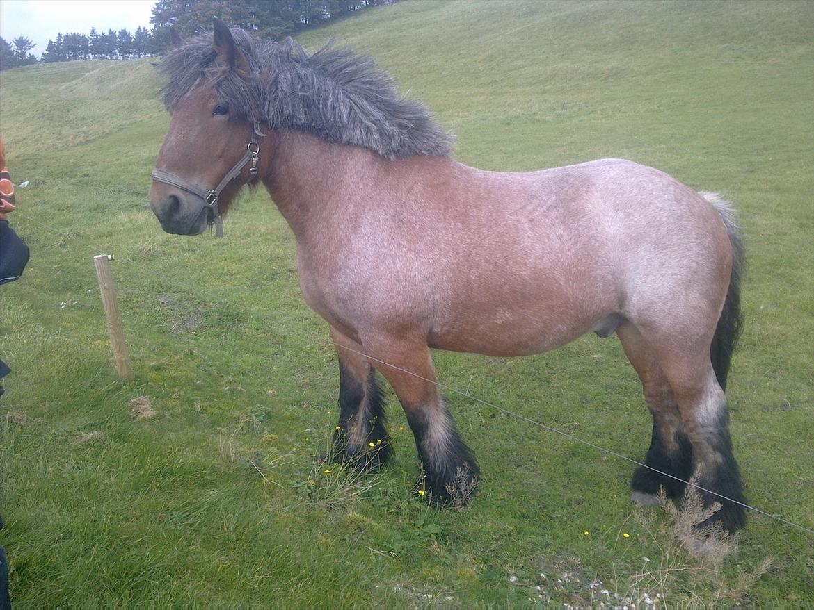 Belgier Sebastian [Tidl. hest] billede 3