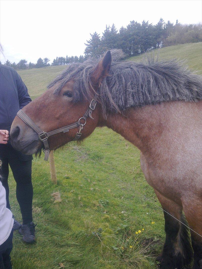 Belgier Sebastian [Tidl. hest] billede 4