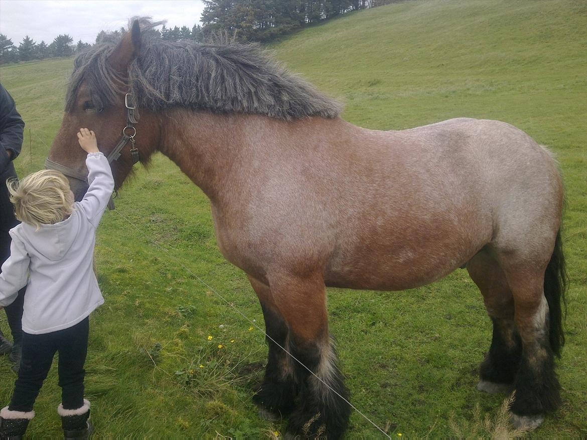 Belgier Sebastian [Tidl. hest] billede 5