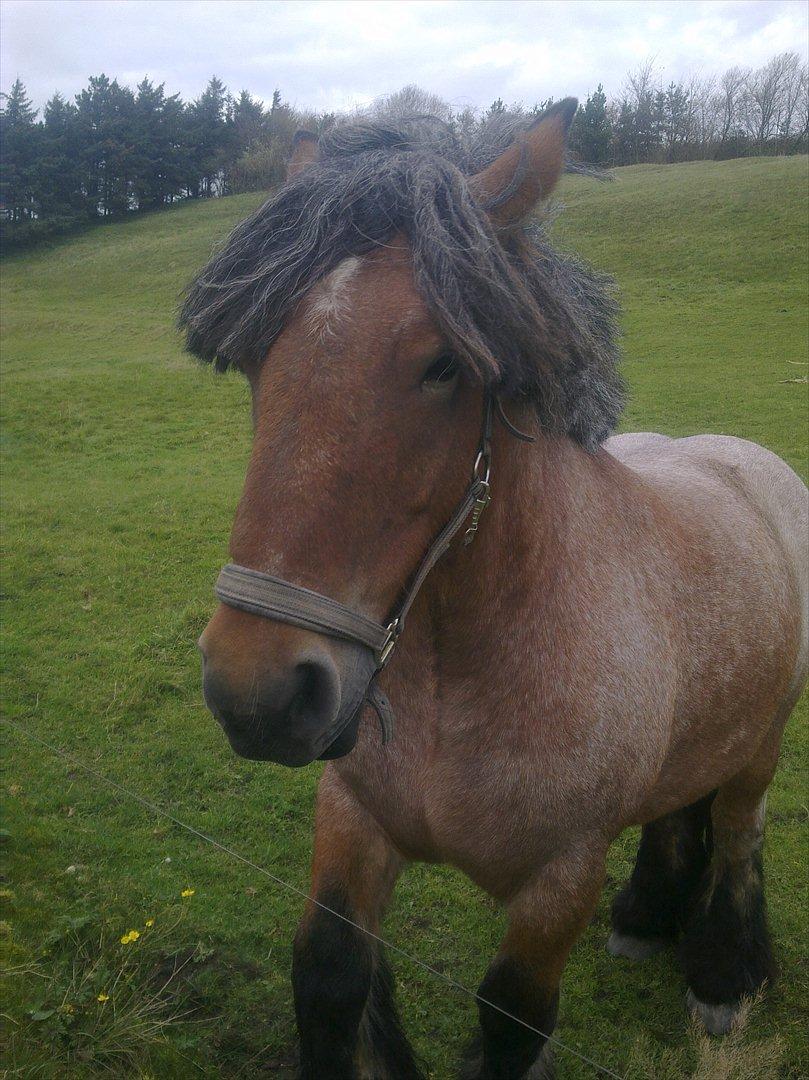 Belgier Sebastian [Tidl. hest] billede 6