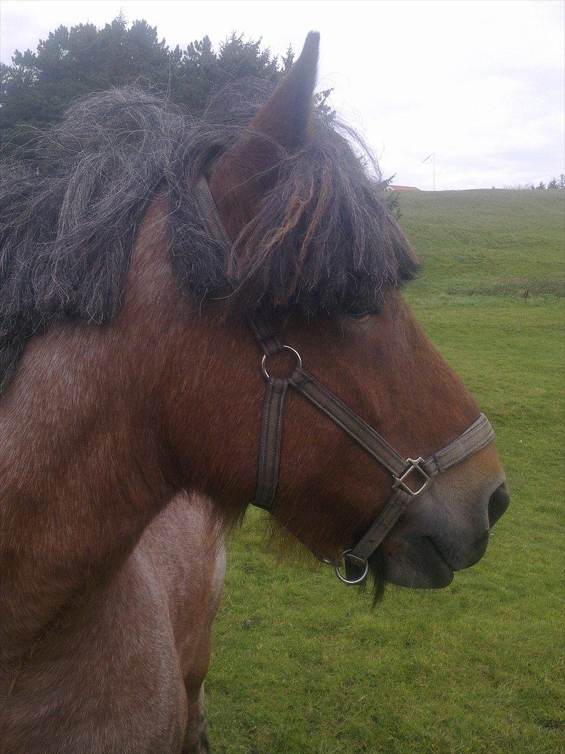 Belgier Sebastian [Tidl. hest] billede 7