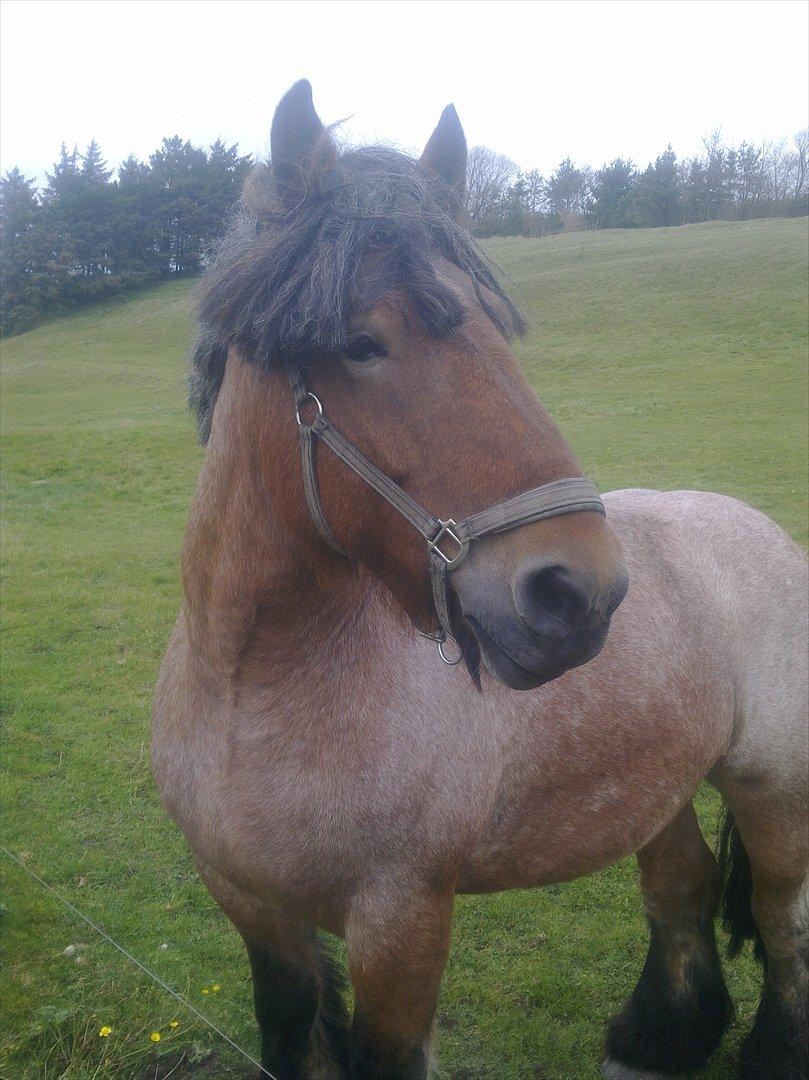 Belgier Sebastian [Tidl. hest] billede 8