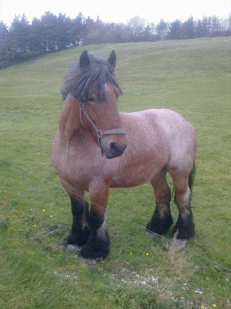 Belgier Sebastian [Tidl. hest] billede 9