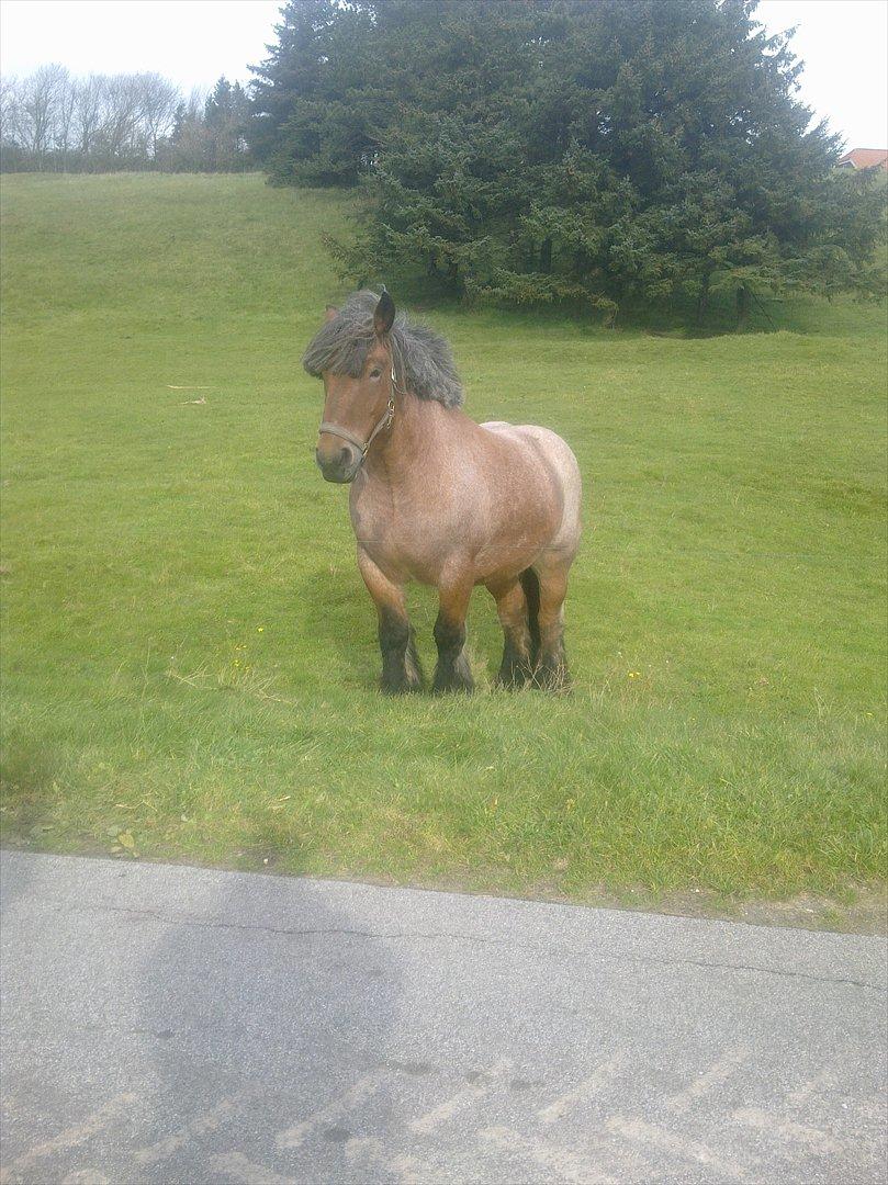 Belgier Sebastian [Tidl. hest] billede 10