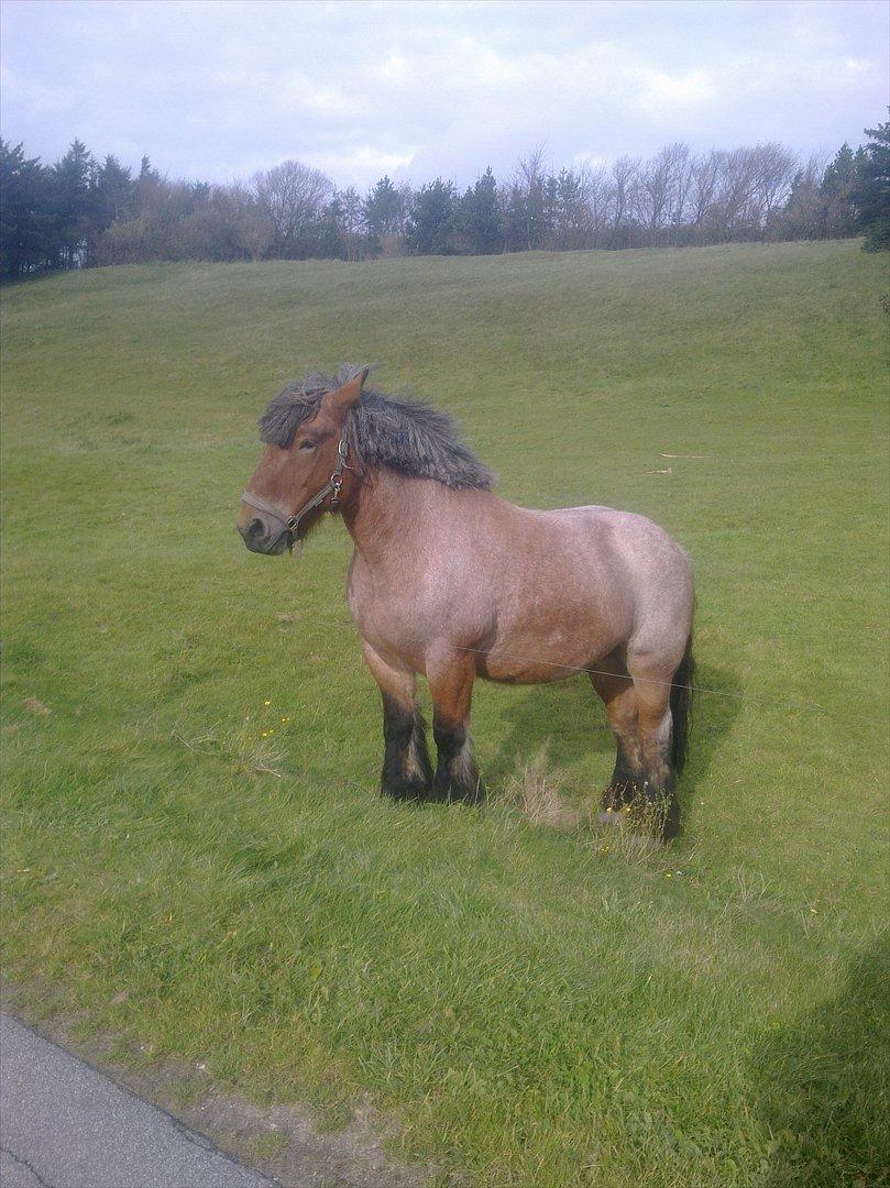 Belgier Sebastian [Tidl. hest] billede 11