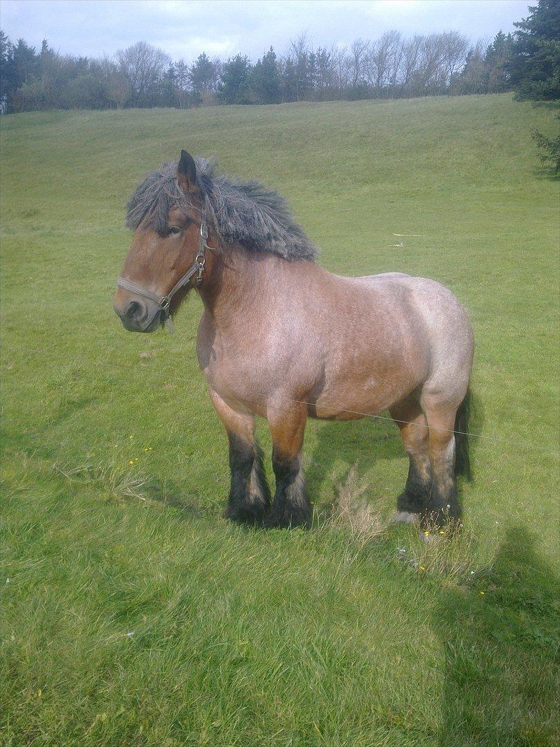 Belgier Sebastian [Tidl. hest] billede 12