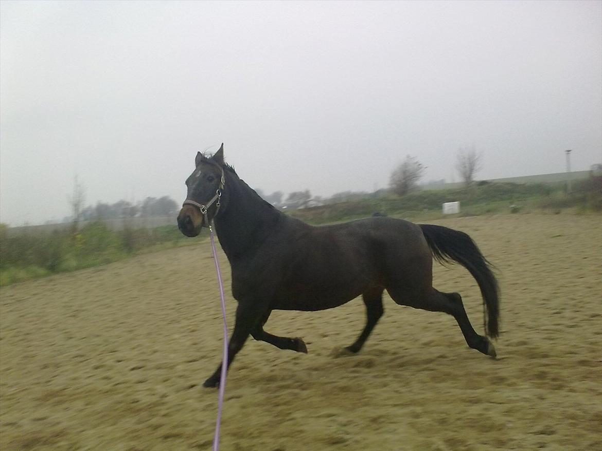 Traver Harley r.i.p min skat - ´se mej mor billede 5