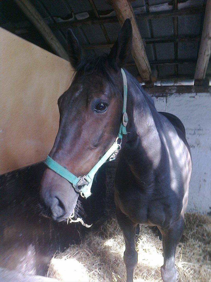 Traver Harley r.i.p min skat billede 6