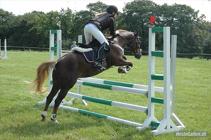 Welsh Pony (sec B) Mikkel - LB :D  billede 17
