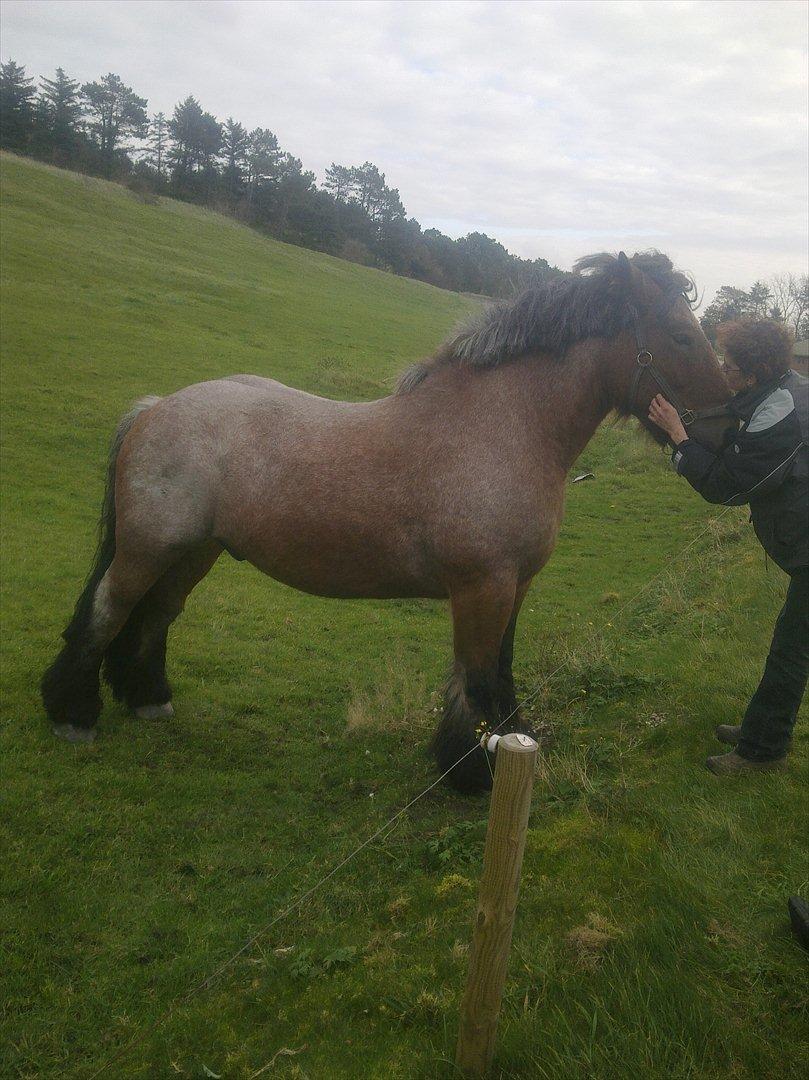 Belgier Sebastian [Tidl. hest] billede 13