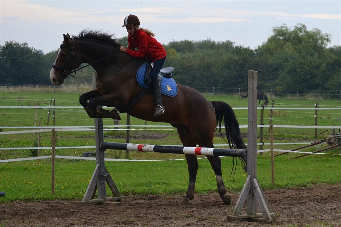 Dansk Varmblod Pimpernel - 90 Cm billede 7