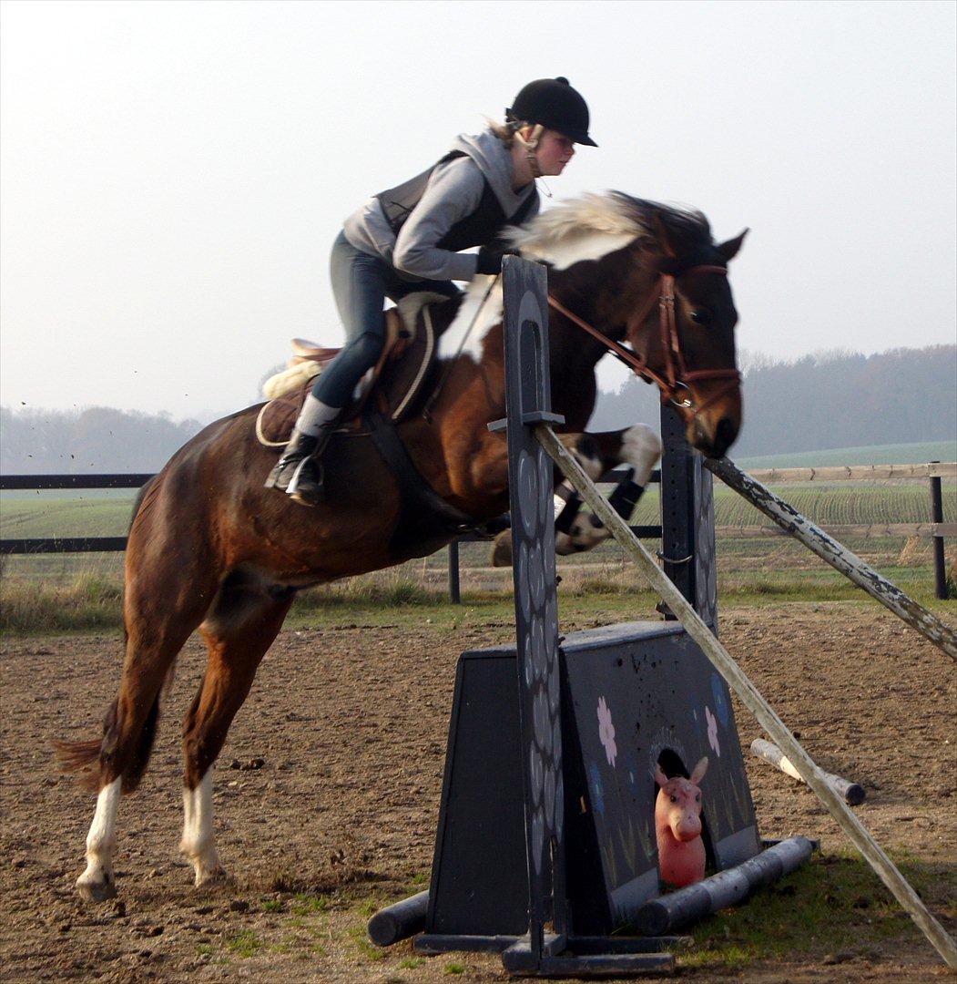 Anden særlig race *Vedhaugegårds High Five* SOLGT - Fin stil over muren :-D billede 17