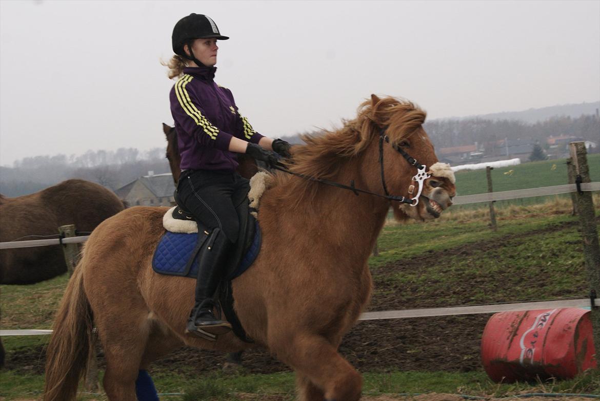 Islænder - ASI - Damp'dyret.<3 - Hvad kan jeg sige, mit damp'dyr har humør? :-') <3
Maiken Rost 2011 billede 11